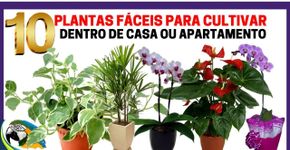 Como cultivar plantas em casa