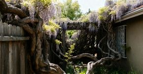 Bonitas, mas invasoras:  8 plantas ornamentais que você deve pensar duas vezes antes de plantar no seu jardim