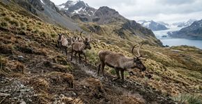 Em 1911, 10 renas foram levadas para uma ilha isolada; um século depois, quase 7 mil precisaram ser removidas para salvar a natureza