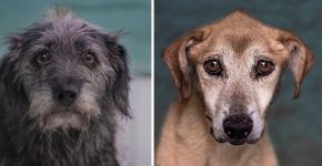 Fotógrafo clica a beleza de cães idosos