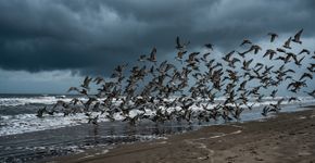 Banhistas percebem que um grupo de aves começa a abandonar a areia ao mesmo tempo e minutos depois entendem por que os animais reagiram primeiro