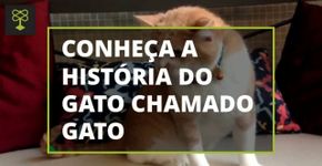 Gato: o bichano que estava à beira da morte e ganhou uma nova vida