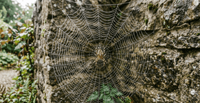 Por que as aranhas não grudam na própria teia?