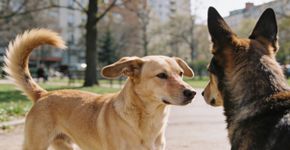 A melhor forma de dominar a linguagem corporal canina e fortalecer o seu vínculo