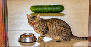 O motivo dos gatos terem medo de pepino que te mostram na internet