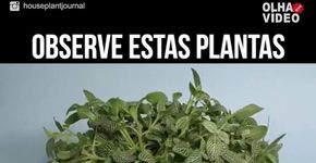 Dança das plantas