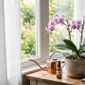 Da redação: Plantas: o segredo para ter uma orquídea repleta de flores por mais tempo