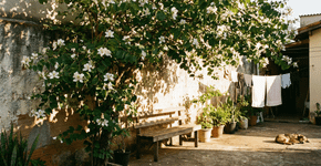 A árvore de flores gigantes que virou tendência porque cresce rápido e resolve o problema do muro sem vida
