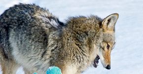 Coiote é flagrado se divertindo com brinquedo de cachorro