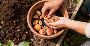 Quem tem caroços de pêssego possui um tesouro nas mãos: por que eles devem ser guardados?