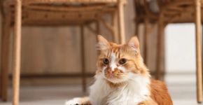 Diabetes em gatos: entenda os sinais de alerta e o papel da nutrição no tratamento