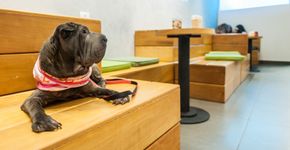 Sorveteria pet friendly tem até pracinha para os cachorros