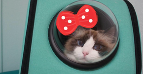Com essa mochila você pode levar o seu gatinho para qualquer lugar