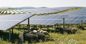 Eles levaram 40 ovelhas para pastar perto de varios painéis solares, e isso começou a mudar a forma como a energia é produzida