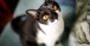 Foto: (iStock/Capuski)
