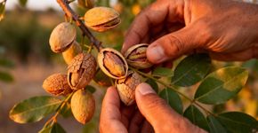 Como planta sua própria árvore de pistache: Com que frequência regá-la e quando ela produzirá os primeiros frutos