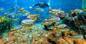 Nascente Azul reúne flutuação, aventura e preservação em Bonito (MS)
