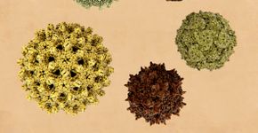 Foto: (selvanegra/istock)