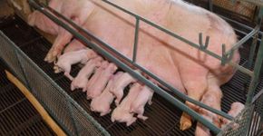 Nova petição pede o fim de prática que maltrata animais