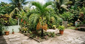 Uma palmeira frutífera ideal para o seu quintal: ocupa pouco espaço, resiste ao calor e produz frutos nutritivos durante quase o ano inteiro