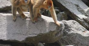 Macaca atua como parteira e auxilia nascimento de filhote