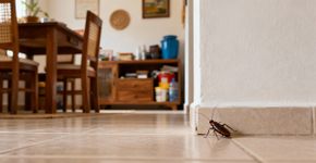 o que significa encontrar baratas em casa segundo o feng shui