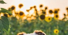 Foto: (Pinterest)