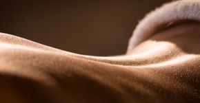 Foto: (Oleksandr Gudenko/istock)