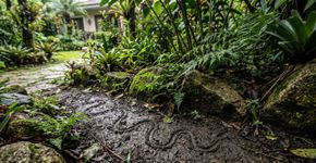 5 sinais de alerta de que você tem uma cobra escondida no seu jardim