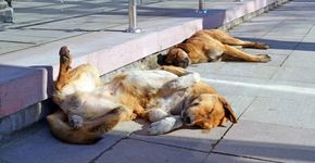 Ativistas criam campanha para alimentar animais abandonados em SP