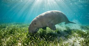 O animal real que pode estar por trás de algumas das antigas histórias de sereias dos navegadores