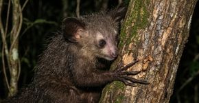 O aie-aie bate na madeira antes de comer, e seu dedo comprido encontra alimento onde os olhos não alcançam