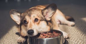 Qual é o melhor horário para alimentar seu cão, segundo veterinários?