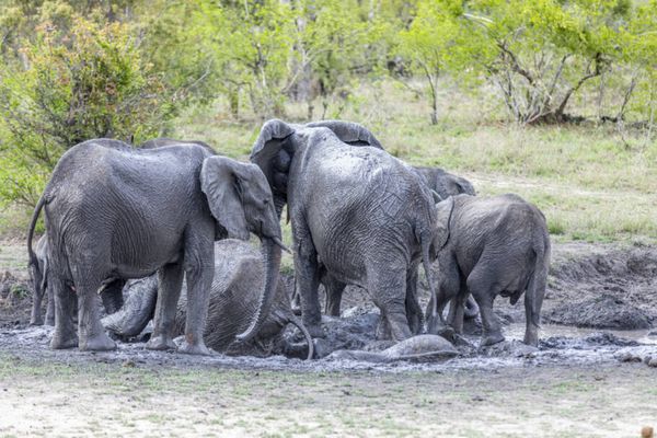 Animais ficam mais à vontade com o safári sem barulho e sem cheiro, devido ao carro elétrico na savana