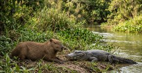 Uma “trégua” estranha: Uma capivara foi vista dormindo ao lado de um enorme grupo de jacarés, e a explicação não é amizade. É pura sobrevivência