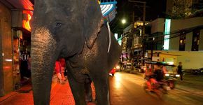 Morte de turista chama atenção para abusos no turismo animal