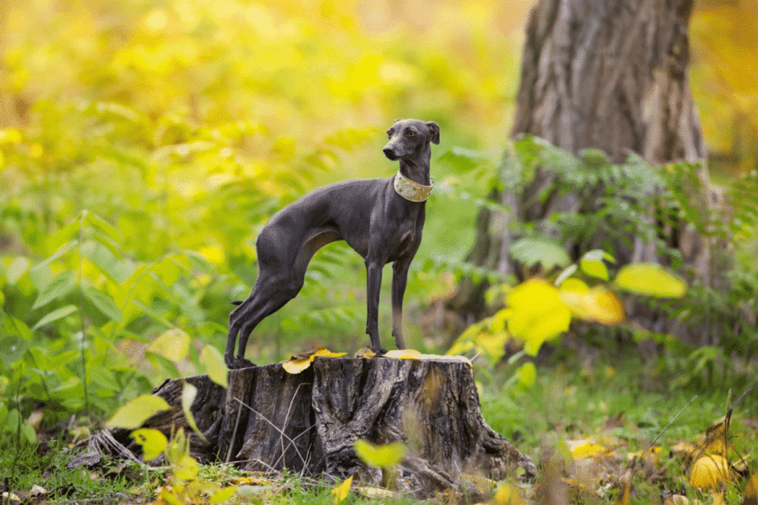 Pequeno e delicado, o galgo italiano chama a atenção pelas pernas finas, ossatura leve e corpo naturalmente esguio (Imagem: Kwadrat | Shutterstock)