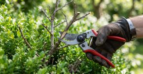 A época da poda muda conforme a planta floresce em ramos novos ou antigos, e cortar na hora errada pode eliminar a próxima floração
