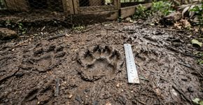 Família começou a encontrar pegadas grandes perto do galinheiro todas as manhãs, instalou uma câmera achando que fosse cachorro e ficou em silêncio quando viu o que atravessava o quintal enquanto todos dormiam