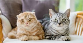Hierarquia dos gatos: 7 curiosidades sobre a convivência desses animais