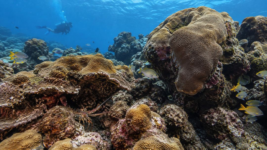 O recife mistura animais, esqueletos minerais e relações biológicas complexas.