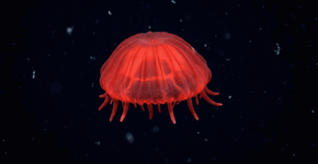 A nova espécie marinha de cor escarlate encontrado nas profundezas da Baía de Monterey que está deixando os cientistas de cabelo em pé porque ele não possui o membro que todos achavam obrigatório para a sobrevivência no abismo