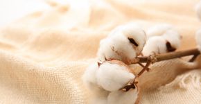 Foto: (Africa Studio/Shutterstock)