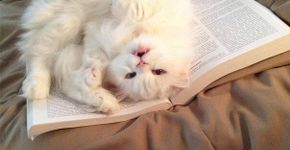 Gatos espaçosos que não dão a mínima para os compromissos de seus donos