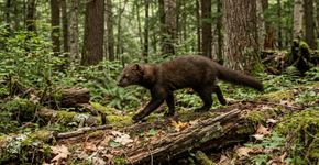 Um pequeno animal esquivo que desapareceu em 1800 foi capturado de surpresa em Ohio, e ninguém o via há mais de 100 anos