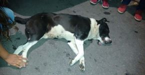 PM mata cachorro que brincava com crianças em favela de São Paulo