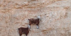 As cabras que vivem nas montanhas escalam melhor do que você pensa
