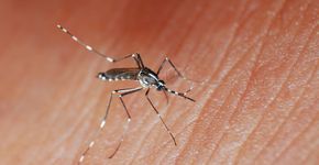 Síndrome rara ligada ao zika vírus pode causar paralisia