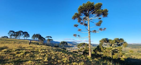 Turistas aguardam a revoada do papagaio-charão, que todos os ano no outono chegam à Urupema em busca do pinhão, a semente da araucária