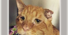 Gatinho “mais triste do mundo” é adotado, ganha amor e fama